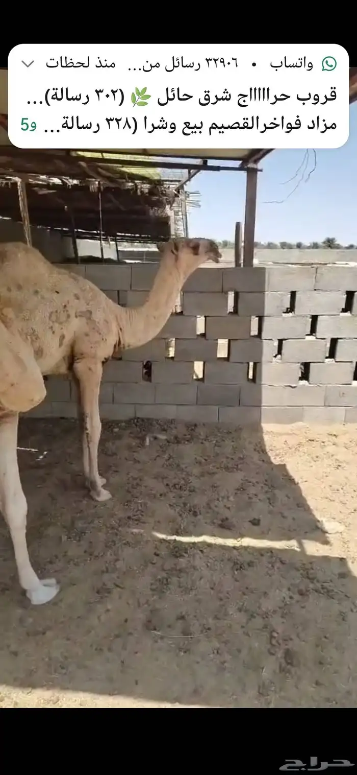 للبيع حشوا العدد 2 وحشوا العدد 3 5