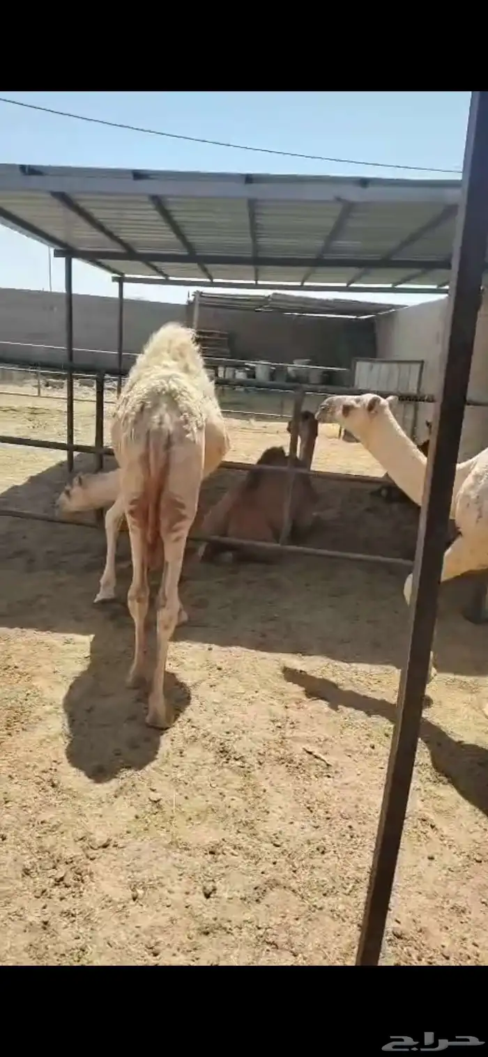 للبيع حشوا العدد 2 وحشوا العدد 3 4