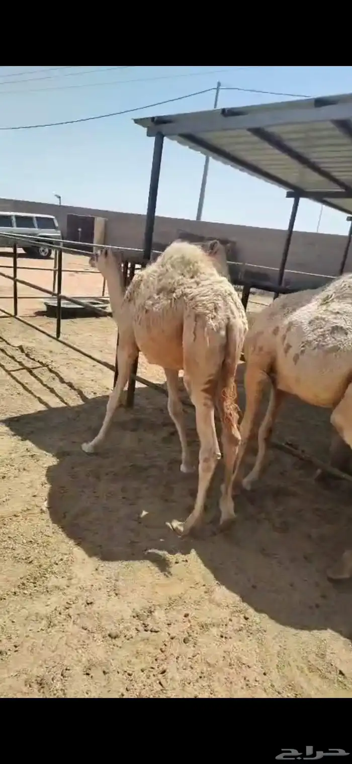 للبيع حشوا العدد 2 وحشوا العدد 3 3