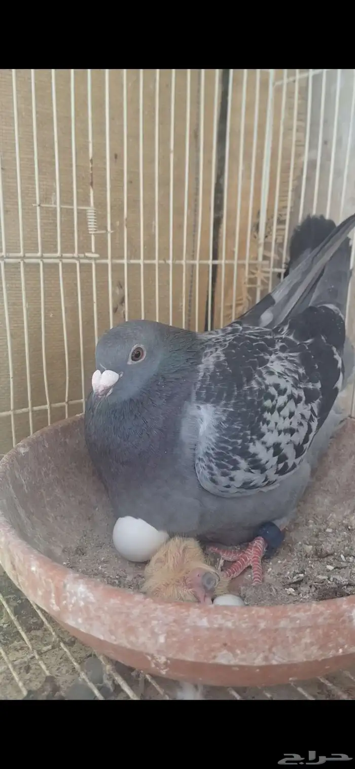 جوز زاجل 2