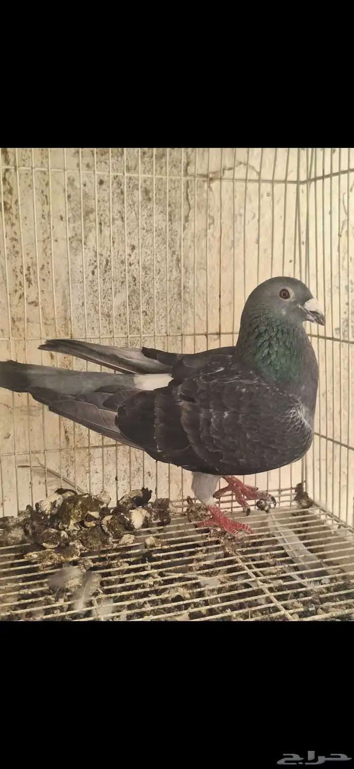 جوز زاجل 1