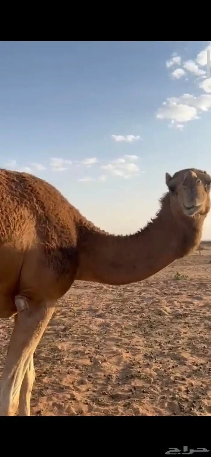 أبل للبيع 2