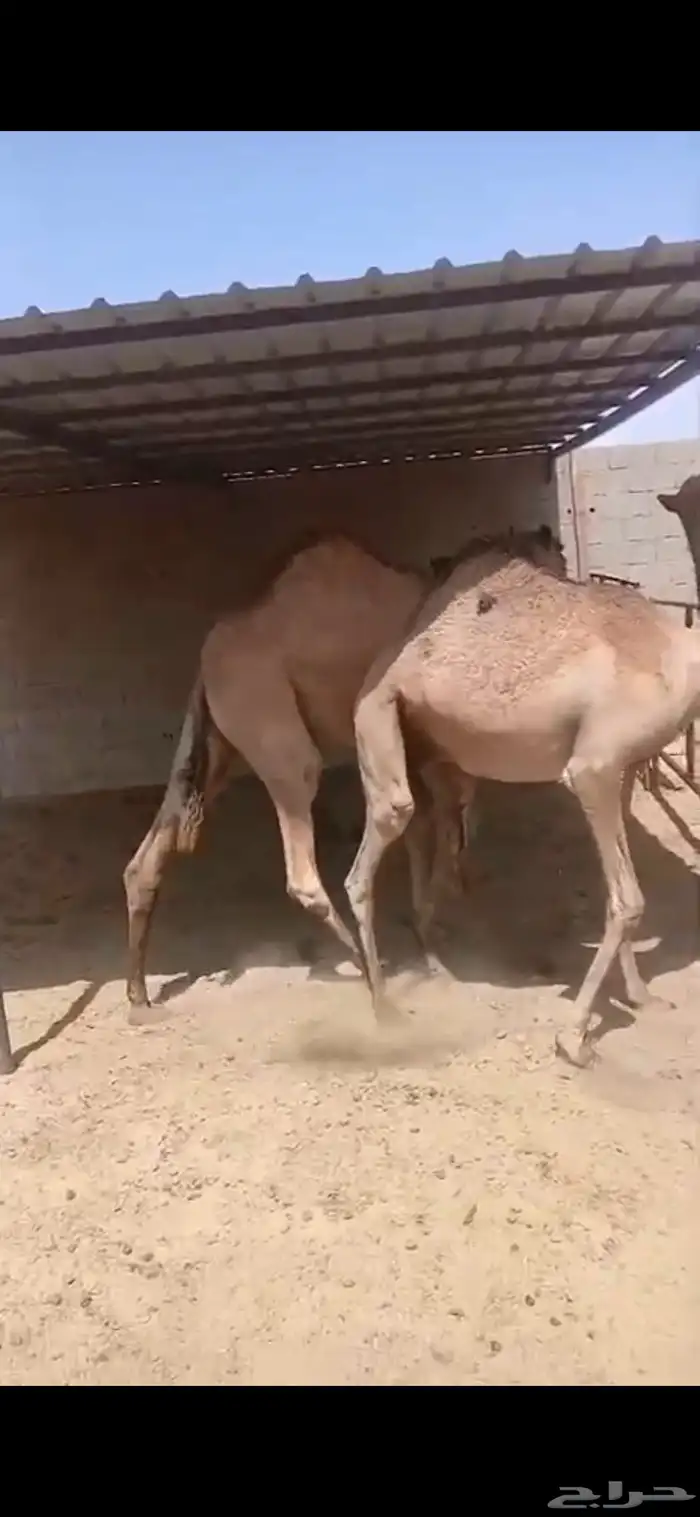 للبيع حشوا العدد 2 وحشوا العدد 3 1