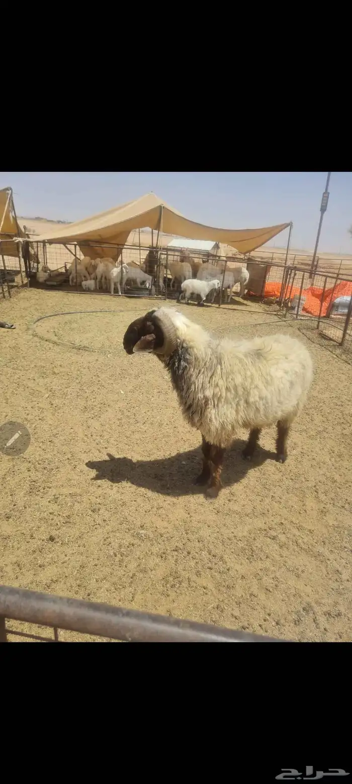 للبيع فحل نعيم فاخر من الااخر له انتاج عندي من الحري 1