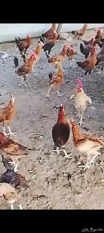 ديوك بلدي للبيع 0