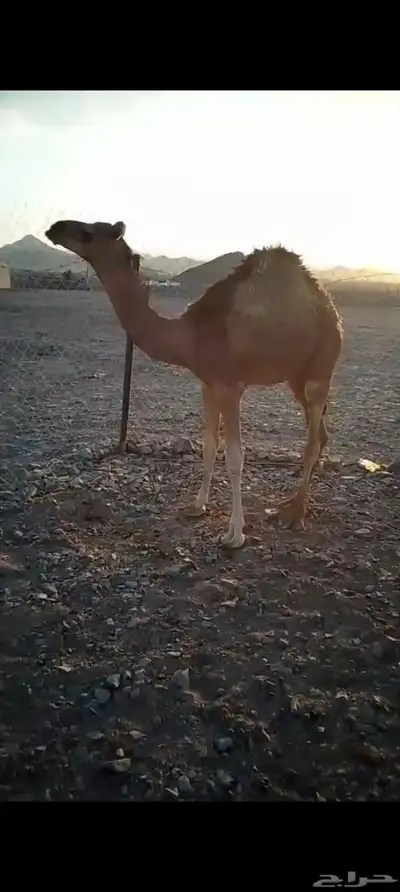 قعود سمين index