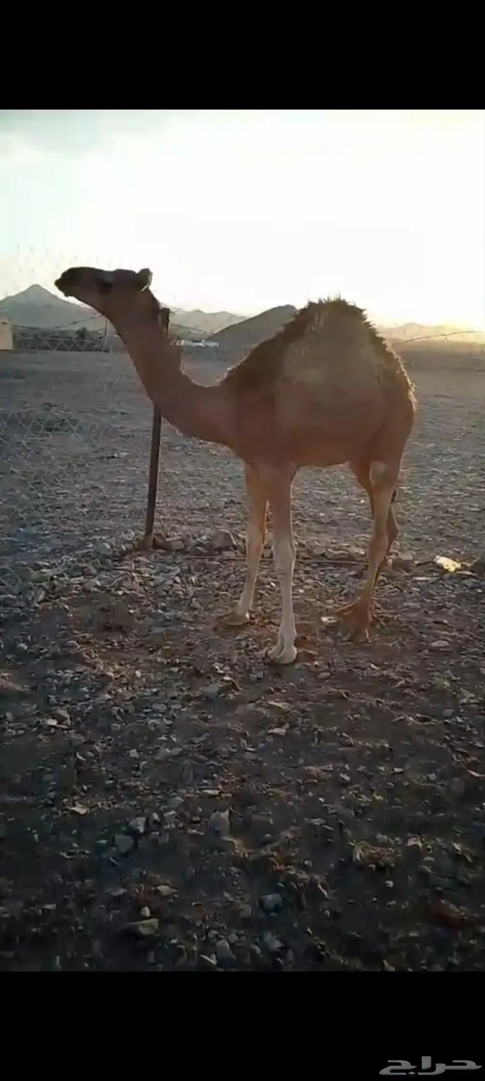 قعود سمين 1