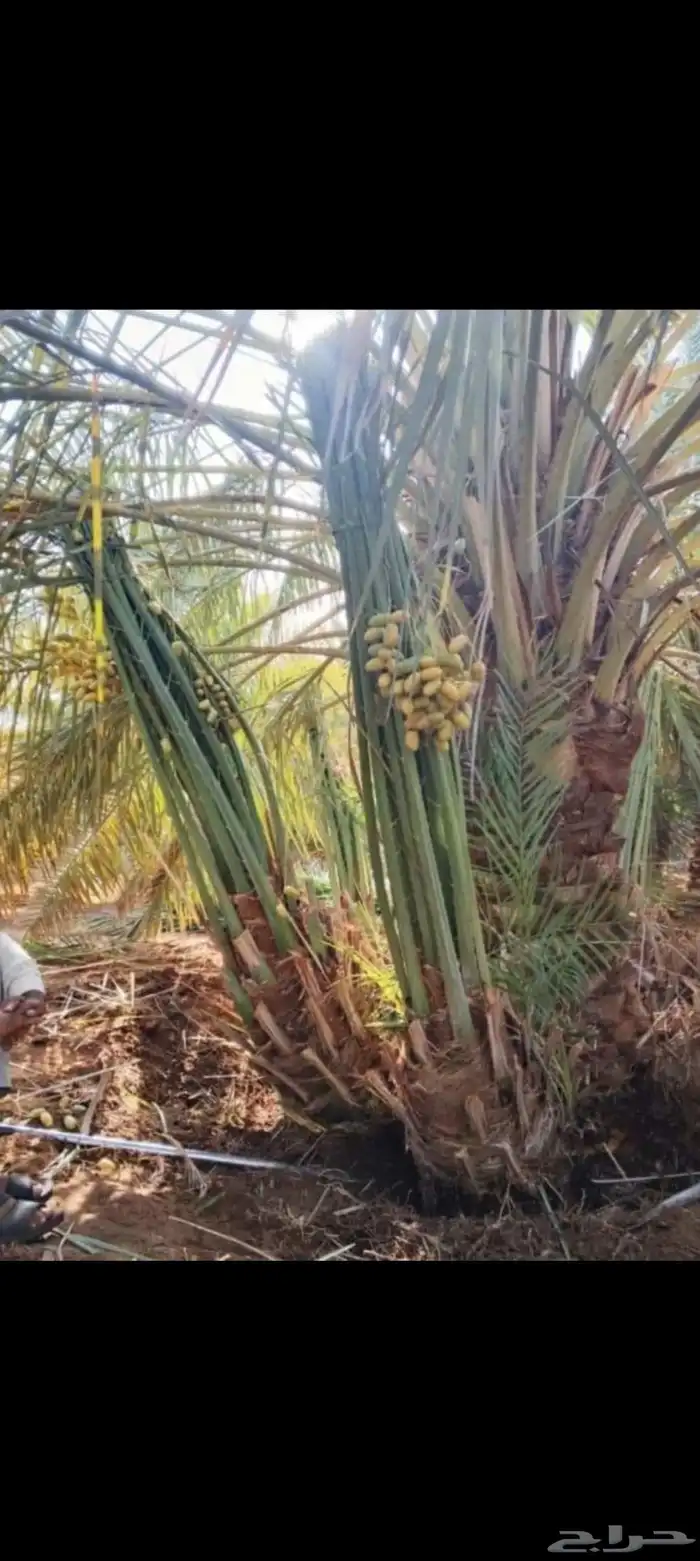 جميع انواع النخيل المثمرة وتوصيل وغرس 4