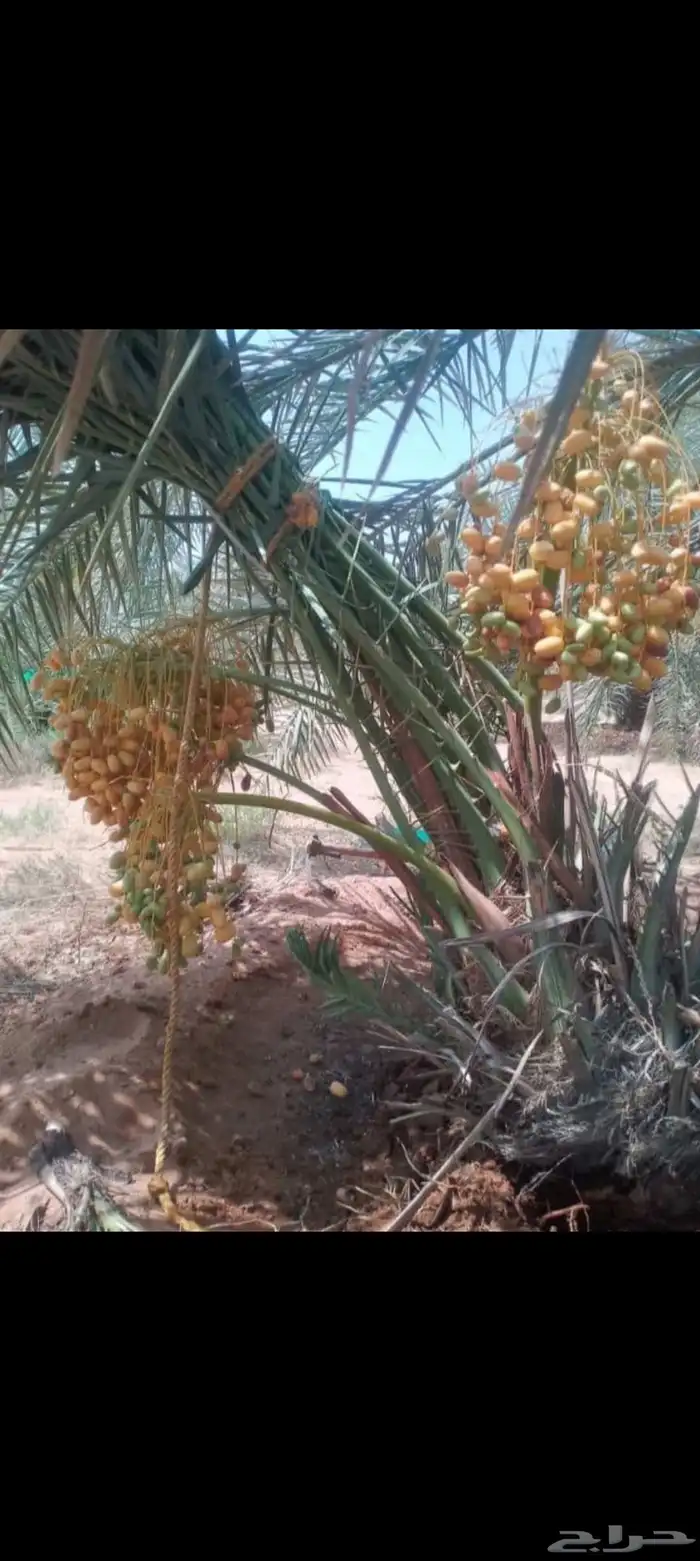 جميع انواع النخيل المثمرة وتوصيل وغرس 6