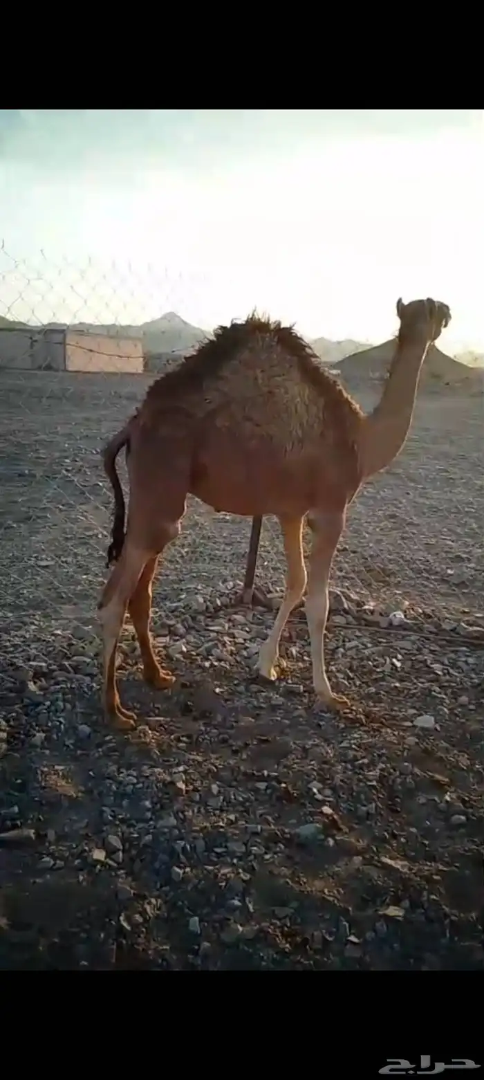 قعود سمين 0