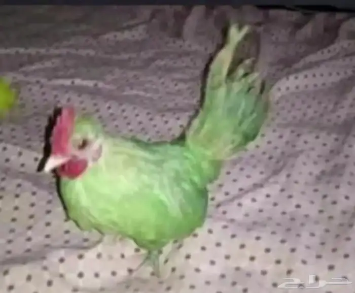 ببغاء للبيع 0