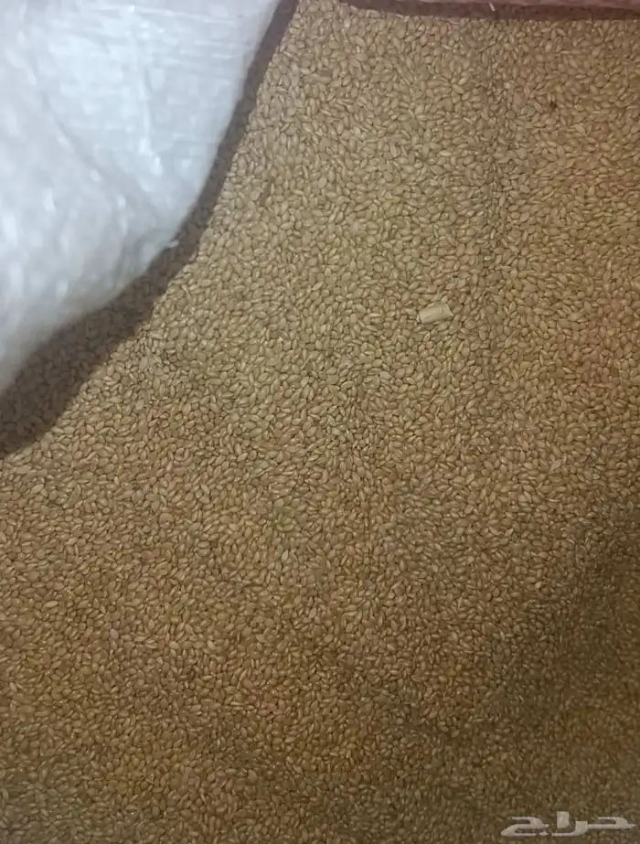 اكل بادجي ( مجانا ) 0