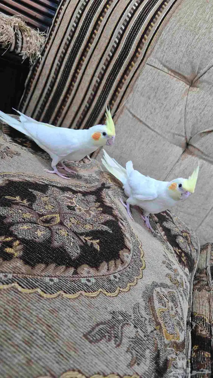 للبيع كروان لاتينو عين حمرا هدد داخلي 2