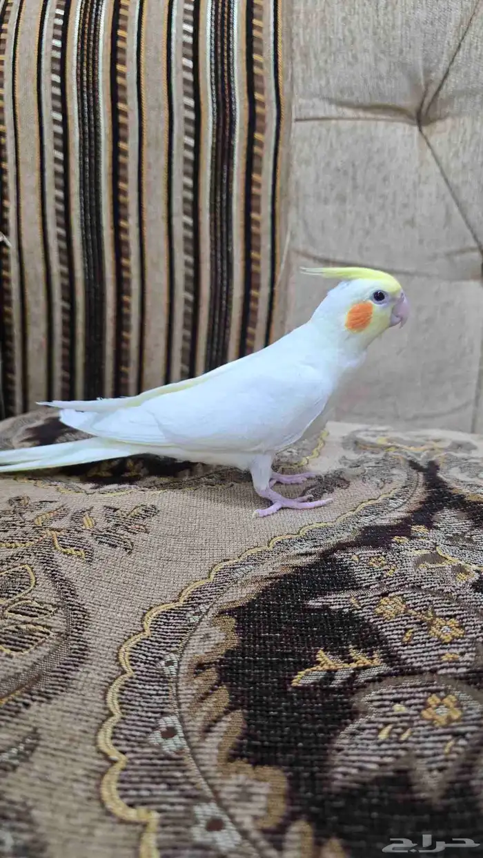 للبيع كروان لاتينو عين حمرا هدد داخلي 1