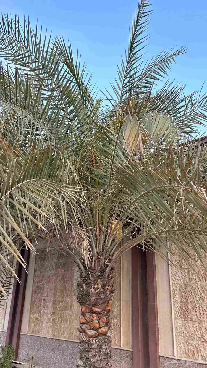 ابوياسين لبيع جميع انواع النخيل البلدي والواشنطن والفسيل 5