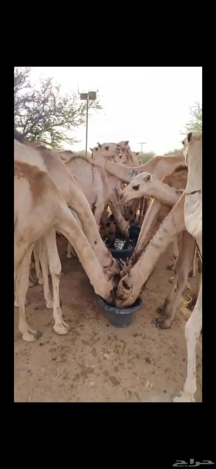 قعدان صومالي سمان للبيع مواصفات عالية وسعر مناسب 2