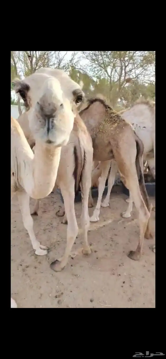 قعدان صومالي سمان للبيع مواصفات عالية وسعر مناسب 3