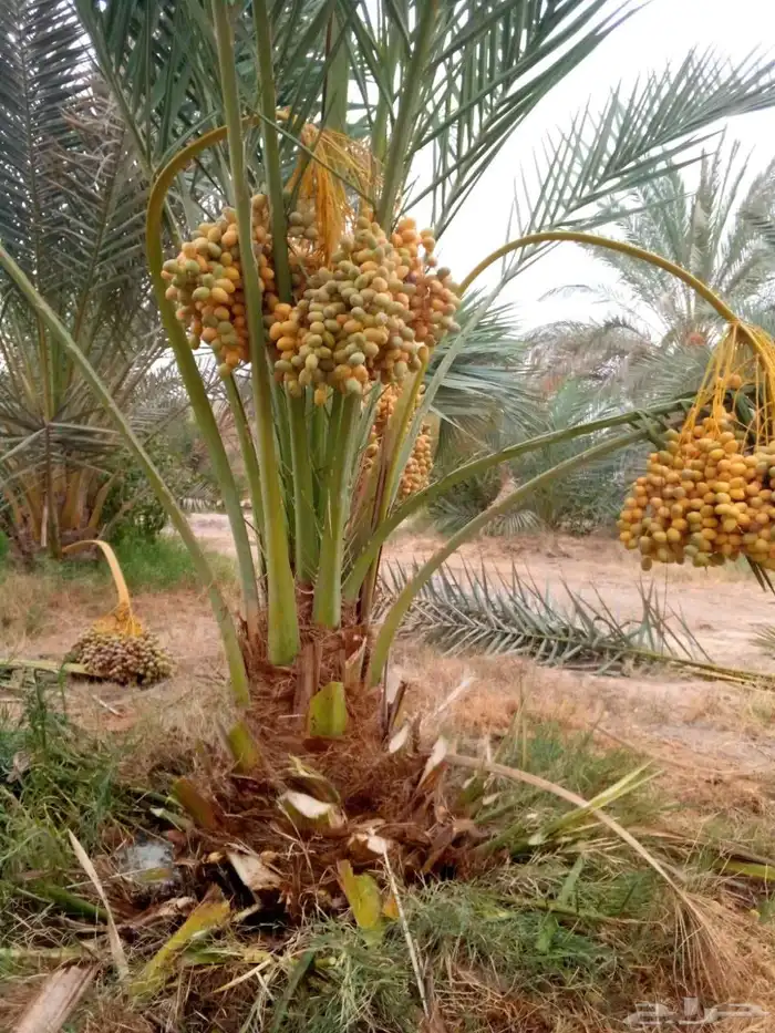 نخل مثمر نخيل اخلاص سكري برحي صقعي مجدول هلالي غر سلاطين سلج 1