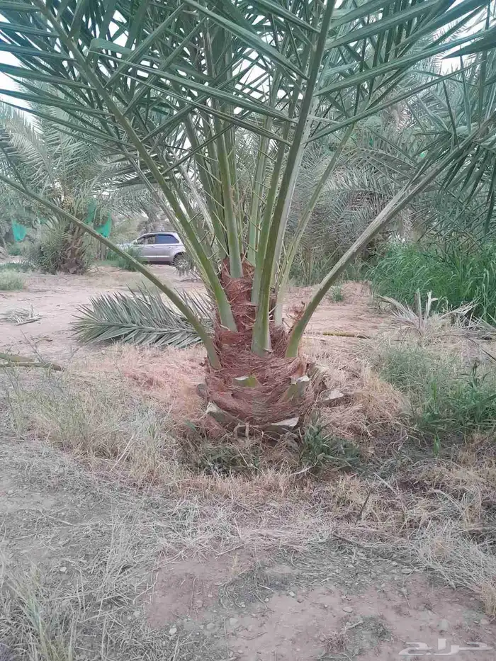 جميع انواع النخيل المثمرة وتوصيل وغرس 3