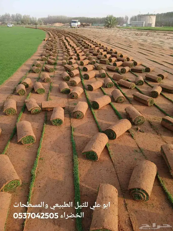 ابوياسين لبيع جميع انواع النخيل البلدي والواشنطن والفسيل 3