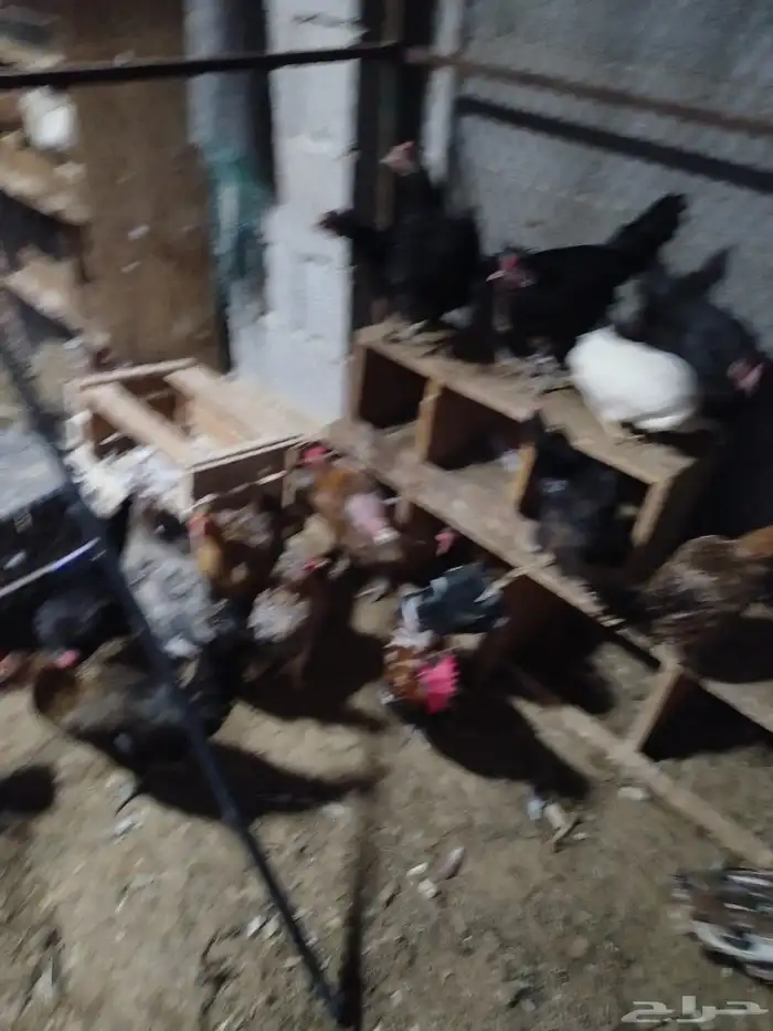 دجاج بشاير 1