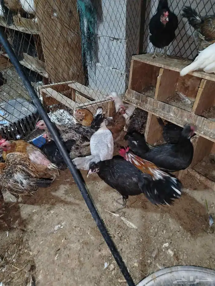 دجاج بشاير 5
