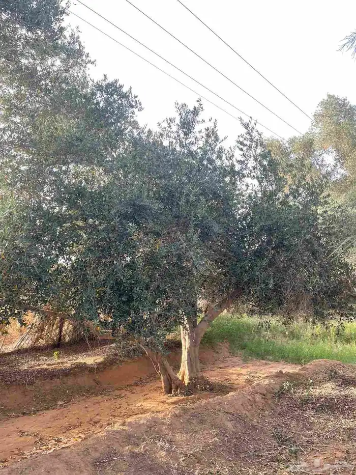 اشجار زيتون 6