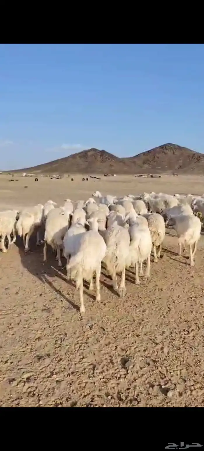 غنم حرش دفيع صنف الصنف العدد 90 الفحول 2 0