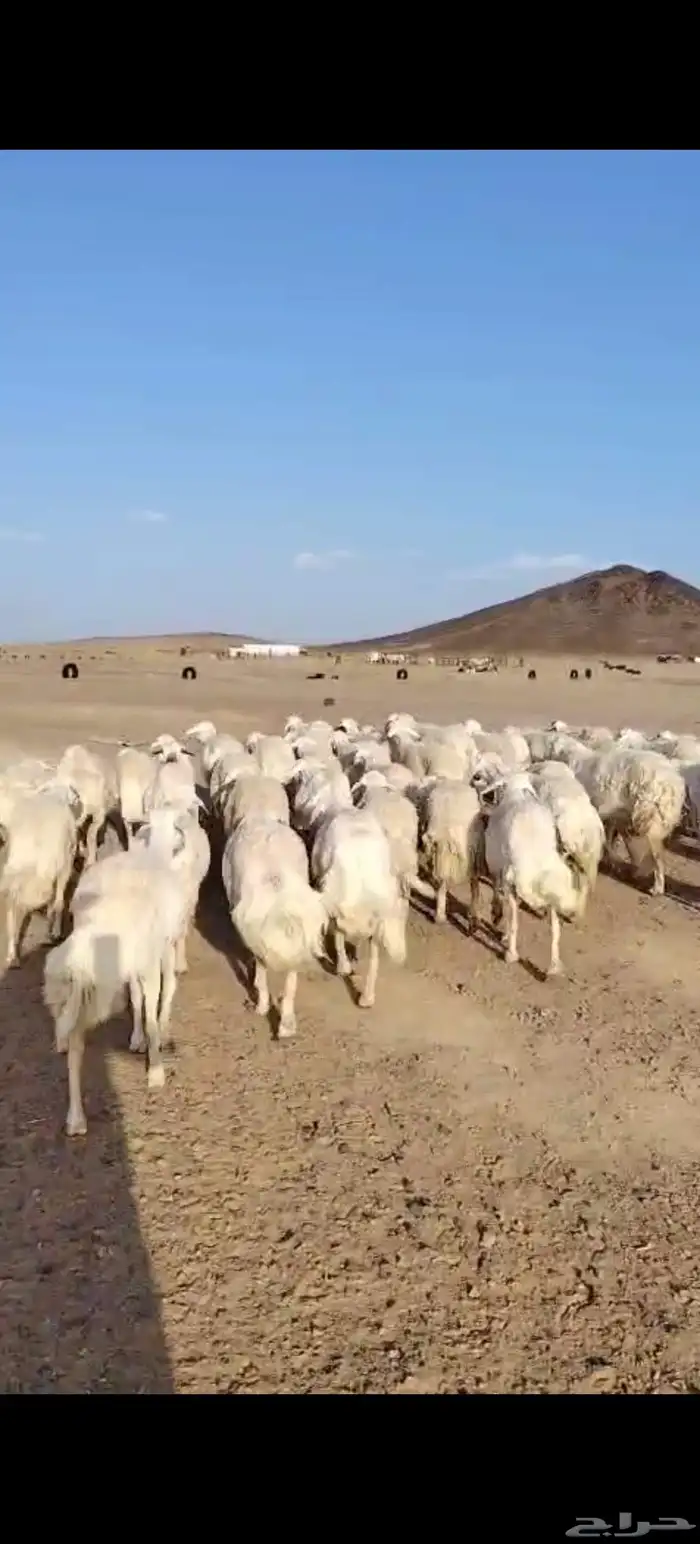 غنم حرش دفيع صنف الصنف العدد 90 الفحول 2 2