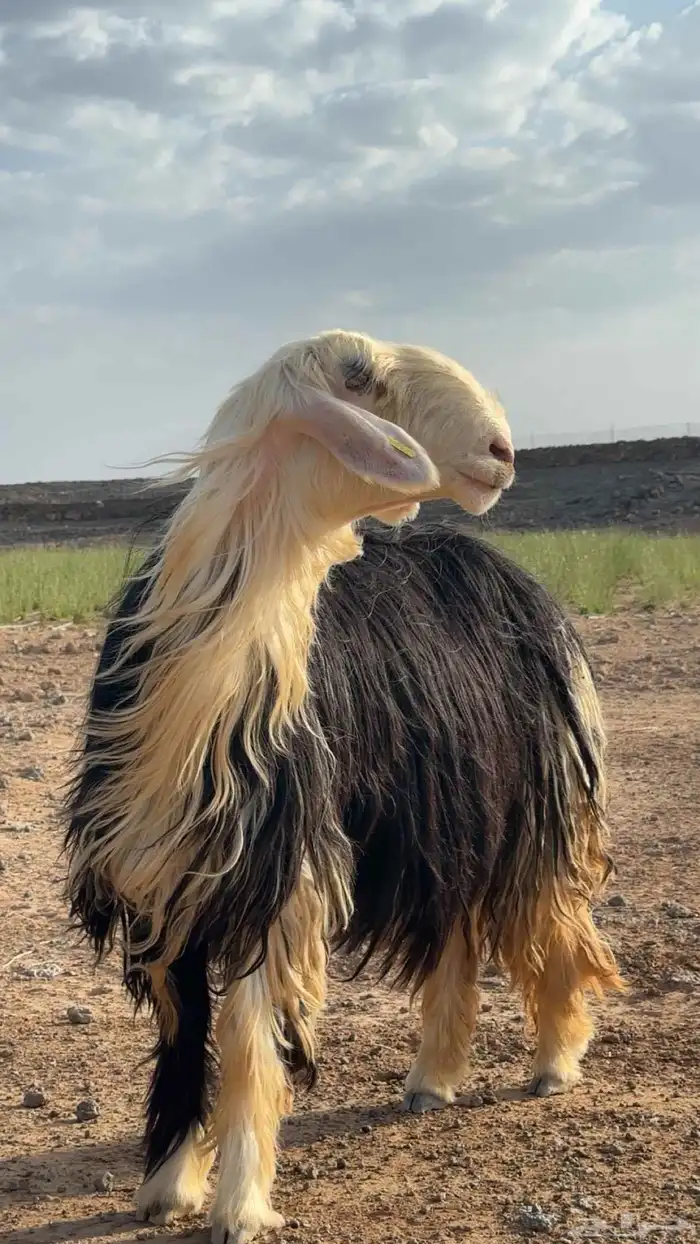 مشروع فحل نجدي صنف وفاخر 2