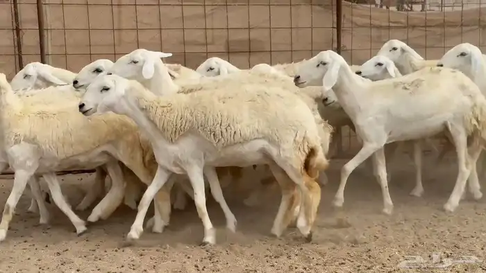 غنم حريات رخال 2