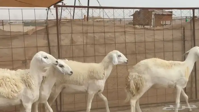 غنم حريات رخال 7