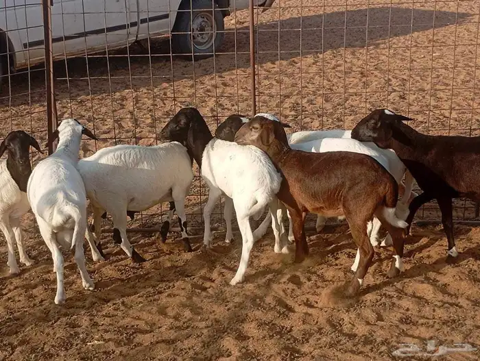 للبيع خرفان هرافي 2