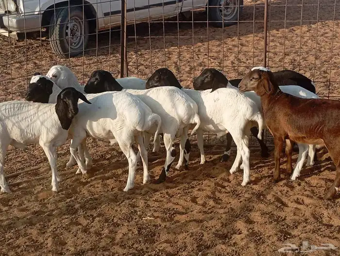 للبيع خرفان هرافي 1