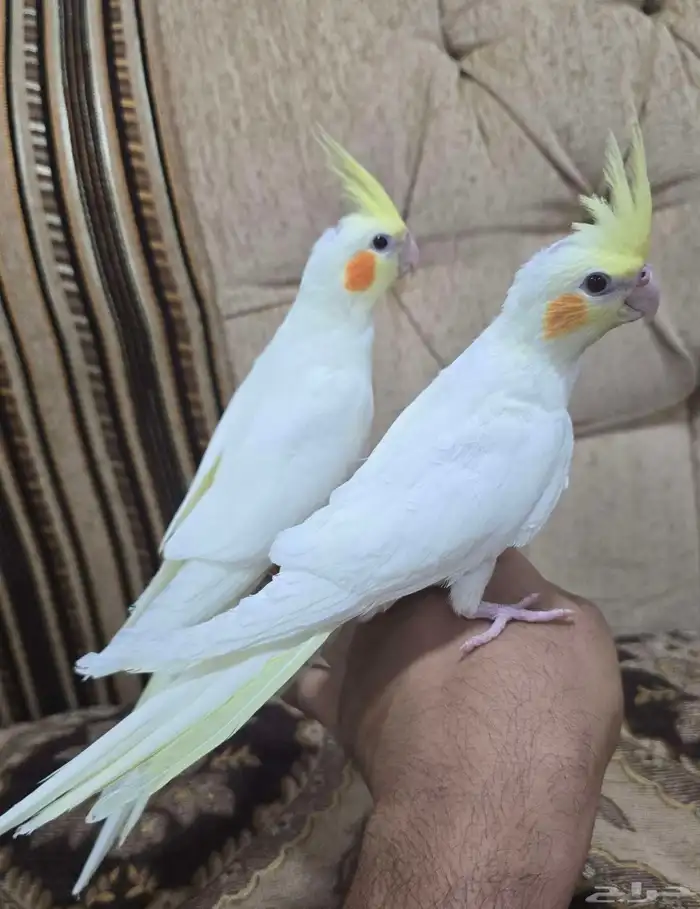 للبيع كروان لاتينو عين حمرا هدد داخلي 0