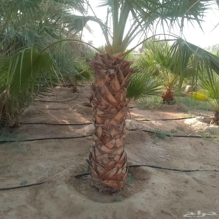 ابوياسين لبيع جميع انواع النخيل البلدي والواشنطن والفسيل 6