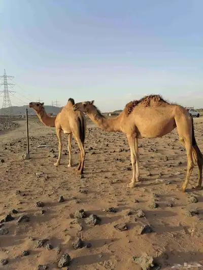 بكار حمر خوات index