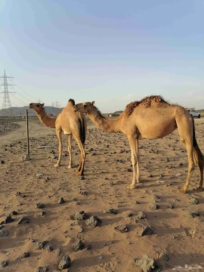 بكار حمر خوات 6