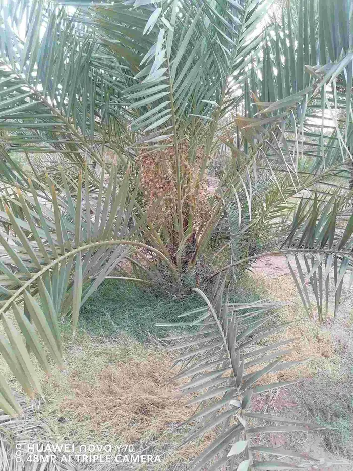 نخل عربي نقايل خلاص ماشاءالله جبر وفحالات 4