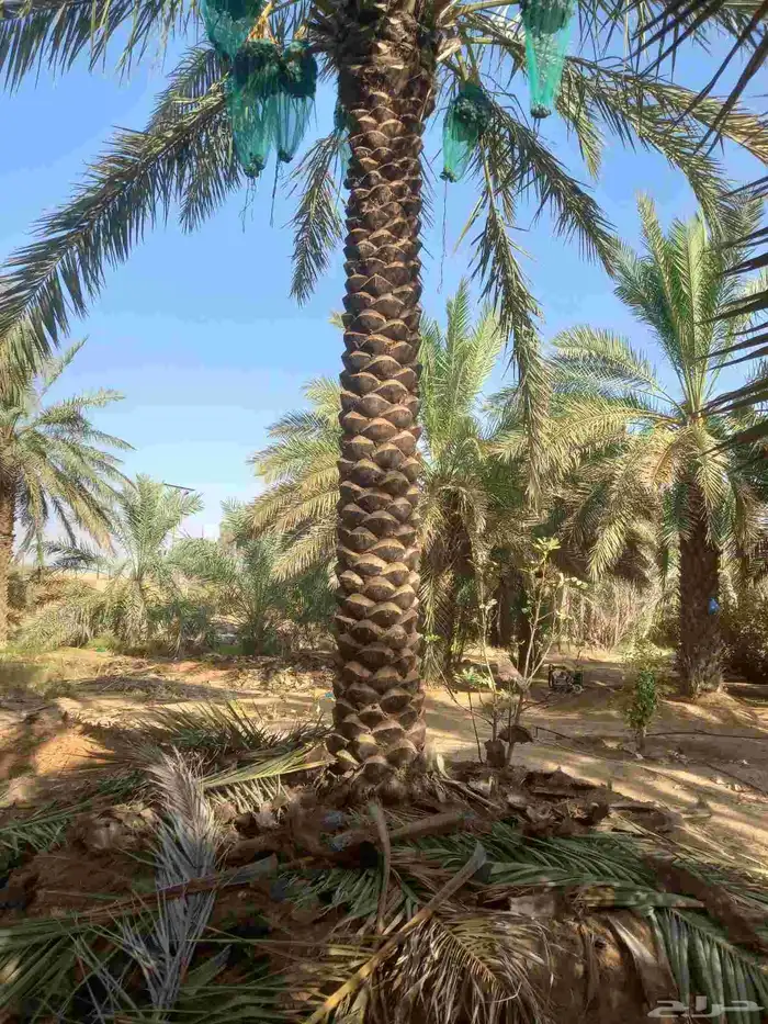 مزارع 14