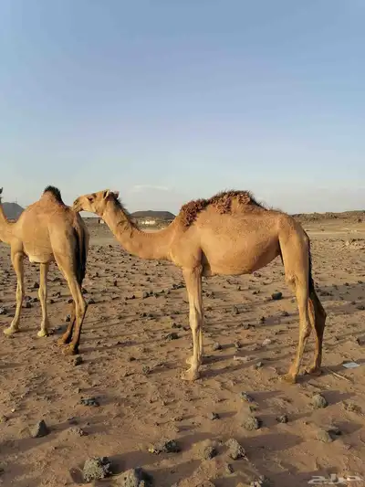 بكار حمر خوات index