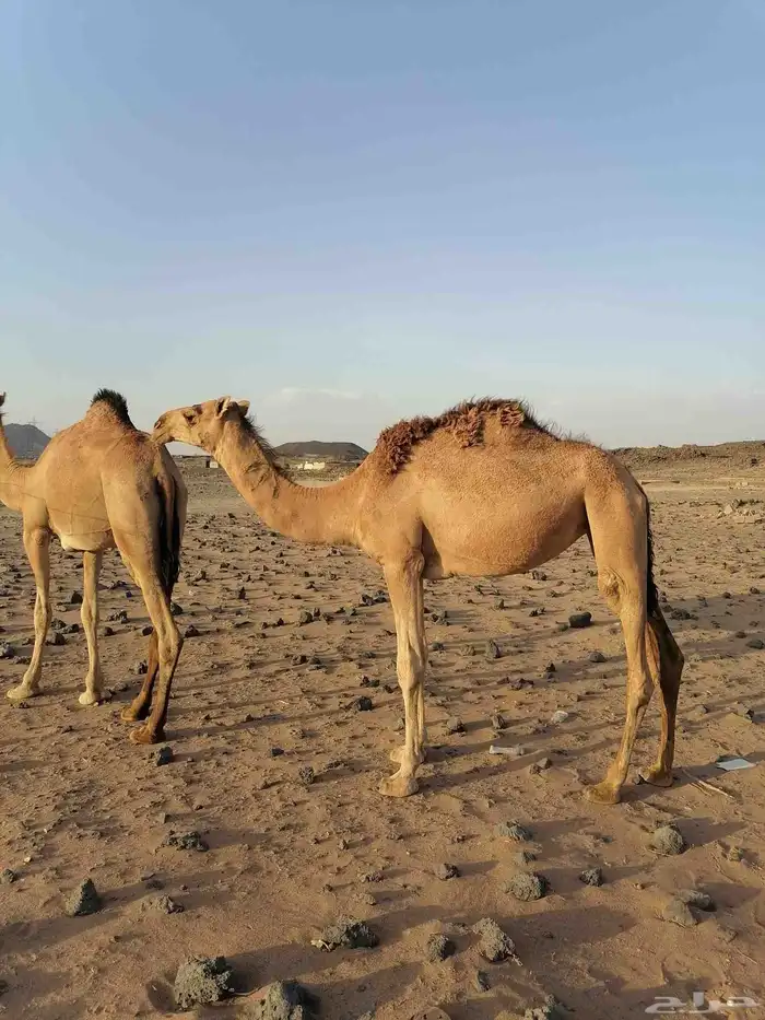 بكار حمر خوات 5