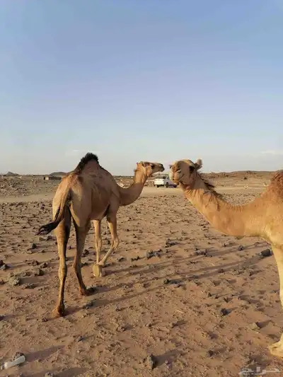 بكار حمر خوات index