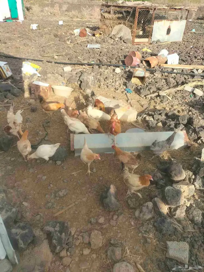 دجاج بلدي بياض للبيع 1