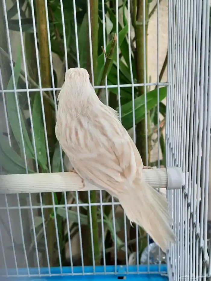 ساتيني كلاسك 4