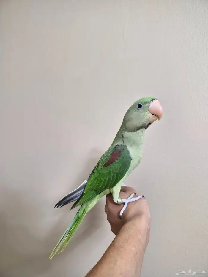 فرخ دره نيبالي ذكر 6