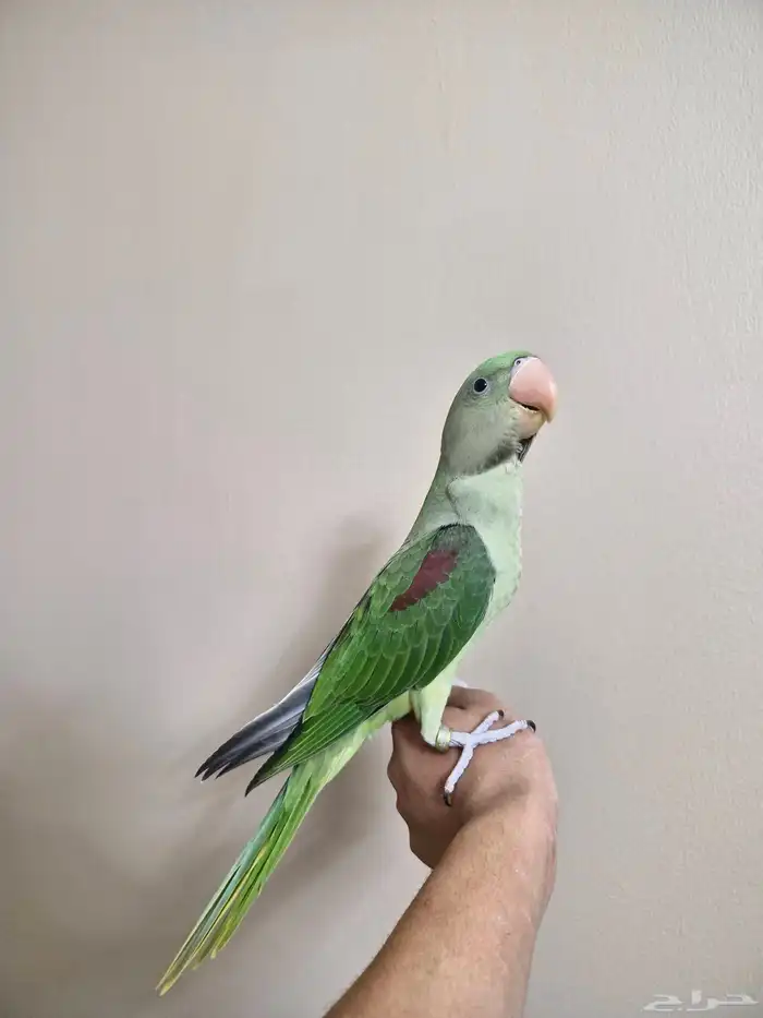 فرخ دره نيبالي ذكر 4