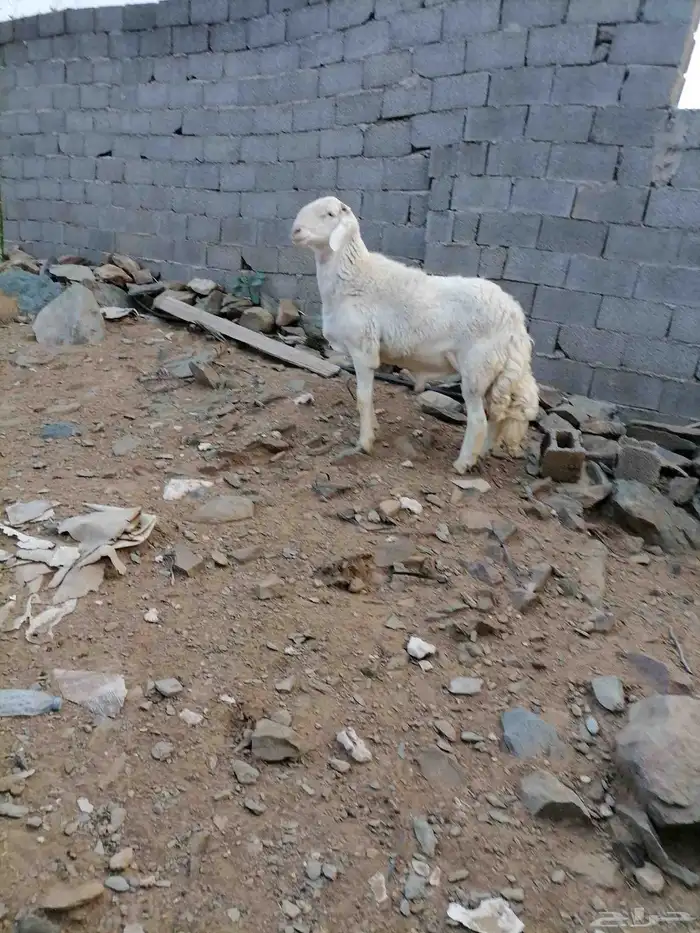 الفحل راس الطير للبيع 0