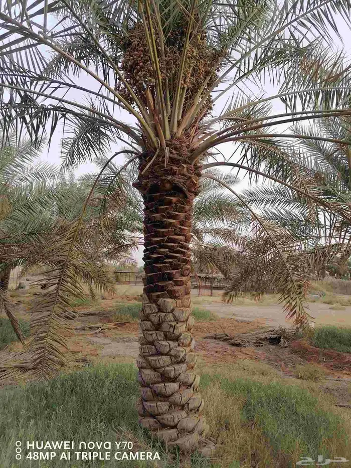 نخل عربي نقايل خلاص ماشاءالله جبر وفحالات 0