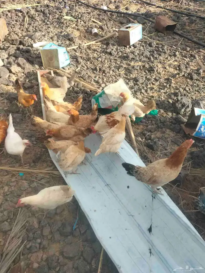 دجاج بلدي بياض للبيع 0